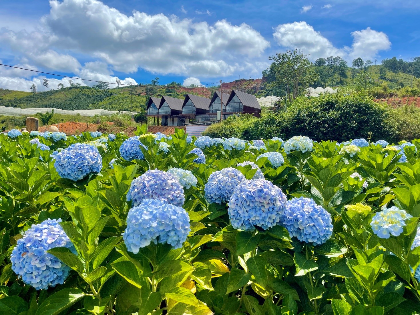 Địa điểm chụp ảnh cưới lãng mạn tại Việt Nam.